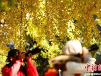 北京潭柘寺千年银杏尽带“黄金甲”