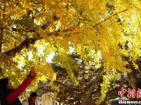 北京潭柘寺千年银杏尽带“黄金甲”