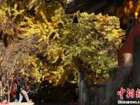 北京潭柘寺千年银杏尽带“黄金甲”