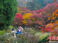 金秋时节 江西庐山“枫”景如画