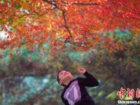 金秋时节 江西庐山“枫”景如画