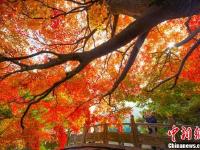 金秋时节 江西庐山“枫”景如画