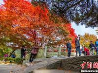 金秋时节 江西庐山“枫”景如画