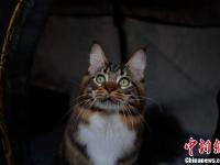 上百只喵星人集体亮相昆明 吸引爱猫市民围观