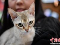 上百只喵星人集体亮相昆明 吸引爱猫市民围观