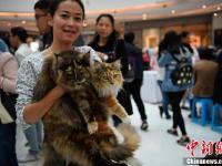 上百只喵星人集体亮相昆明 吸引爱猫市民围观