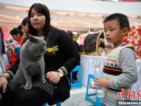 上百只喵星人集体亮相昆明 吸引爱猫市民围观
