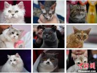 上百只喵星人集体亮相昆明 吸引爱猫市民围观