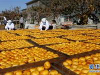  山东沂南：金秋柿饼飘香