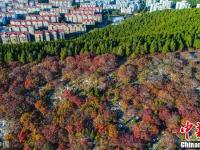 济南现“半山青松半山红”奇景