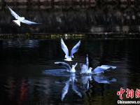 近百只红嘴鸥现身昆明城区水域