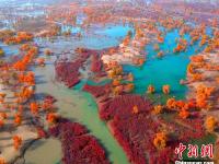 新疆塔里木现五彩斑斓秋景 胡杨林一片金黄