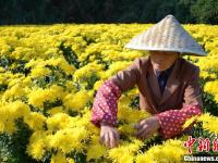 安徽黄山古村金菊盛开 花农采花忙