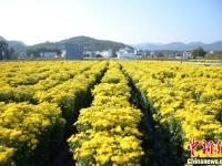 安徽黄山古村金菊盛开 花农采花忙