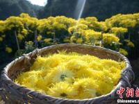 安徽黄山古村金菊盛开 花农采花忙
