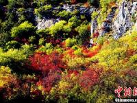 四川理县秋日红叶 美景如画