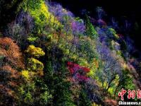 四川理县秋日红叶 美景如画