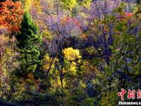 四川理县秋日红叶 美景如画