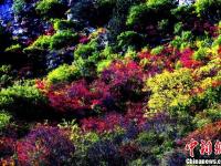 四川理县秋日红叶 美景如画