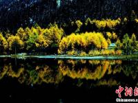 四川理县秋日红叶 美景如画