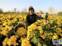  安徽全椒：科技护航 菊农增收