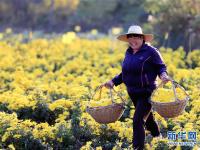  安徽全椒：科技护航 菊农增收