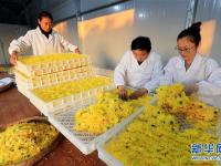 安徽全椒：科技护航 菊农增收
