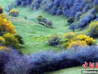 甘肃关山老爷岭秋色醉美 山林似天然调色板