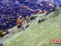 甘肃关山老爷岭秋色醉美 山林似天然调色板