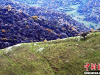 甘肃关山老爷岭秋色醉美 山林似天然调色板