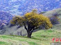 甘肃关山老爷岭秋色醉美 山林似天然调色板