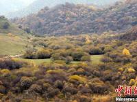 甘肃关山老爷岭秋色醉美 山林似天然调色板