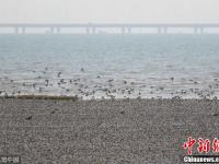候鸟大军过境青岛 濒危灰鹤现身胶州湾湿地