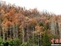 赏景大军挤爆河南洛阳老君山