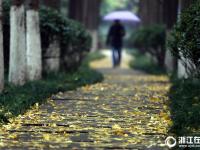  杭州：朝晖银杏林渐近观赏期