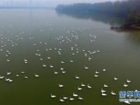  黄河上的“天鹅湖”