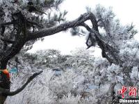 寒潮来袭 江西庐山现绝美雾凇景观