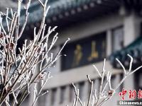 寒潮来袭 江西庐山现绝美雾凇景观