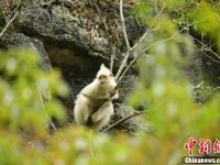 广西发现罕见白化黑叶猴
