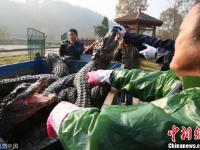 扬子鳄越冬转场 工作人员10天徒手抓捕上万条鳄鱼