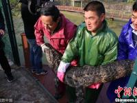 扬子鳄越冬转场 工作人员10天徒手抓捕上万条鳄鱼
