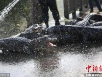 扬子鳄越冬转场 工作人员10天徒手抓捕上万条鳄鱼