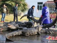 扬子鳄越冬转场 工作人员10天徒手抓捕上万条鳄鱼