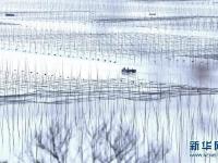福建霞浦“海上农场”紫菜丰收