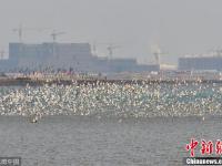 山东青岛胶州湾湿地候鸟回迁 场面浩荡