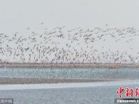 山东青岛胶州湾湿地候鸟回迁 场面浩荡