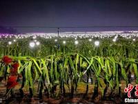 入夜后种植基地亮起数万盏灯 场面壮观