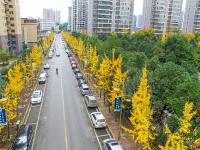 初冬城区街道美景：叶黄风摇遍地金
