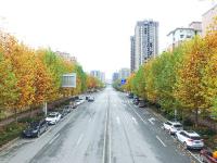 初冬城区街道美景：叶黄风摇遍地金