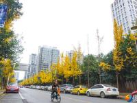 初冬城区街道美景：叶黄风摇遍地金